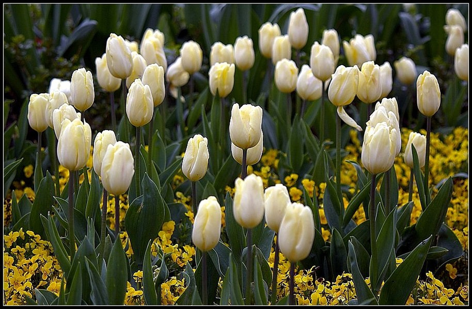 TULIPANI by milan kern