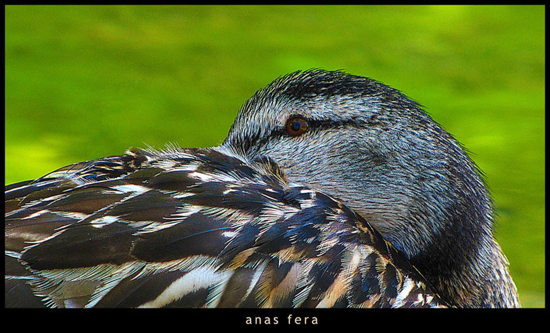 Anas Fera by Sašo Š.