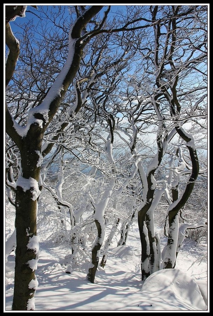 Magični gozdiček by Sašo Š.