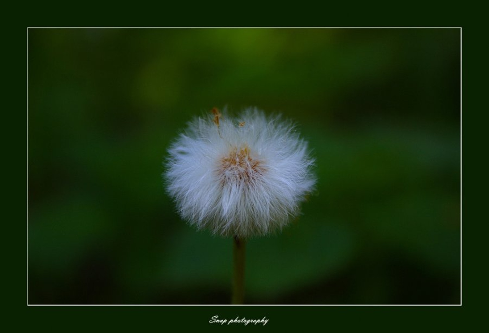 Noname by Sašo Š.