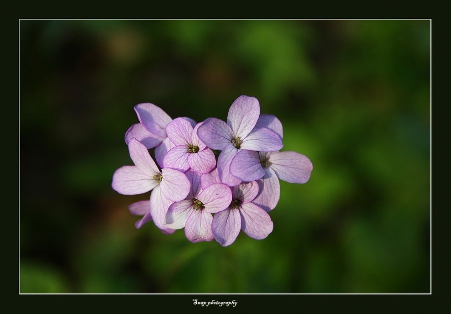 Purple by Sašo Š.