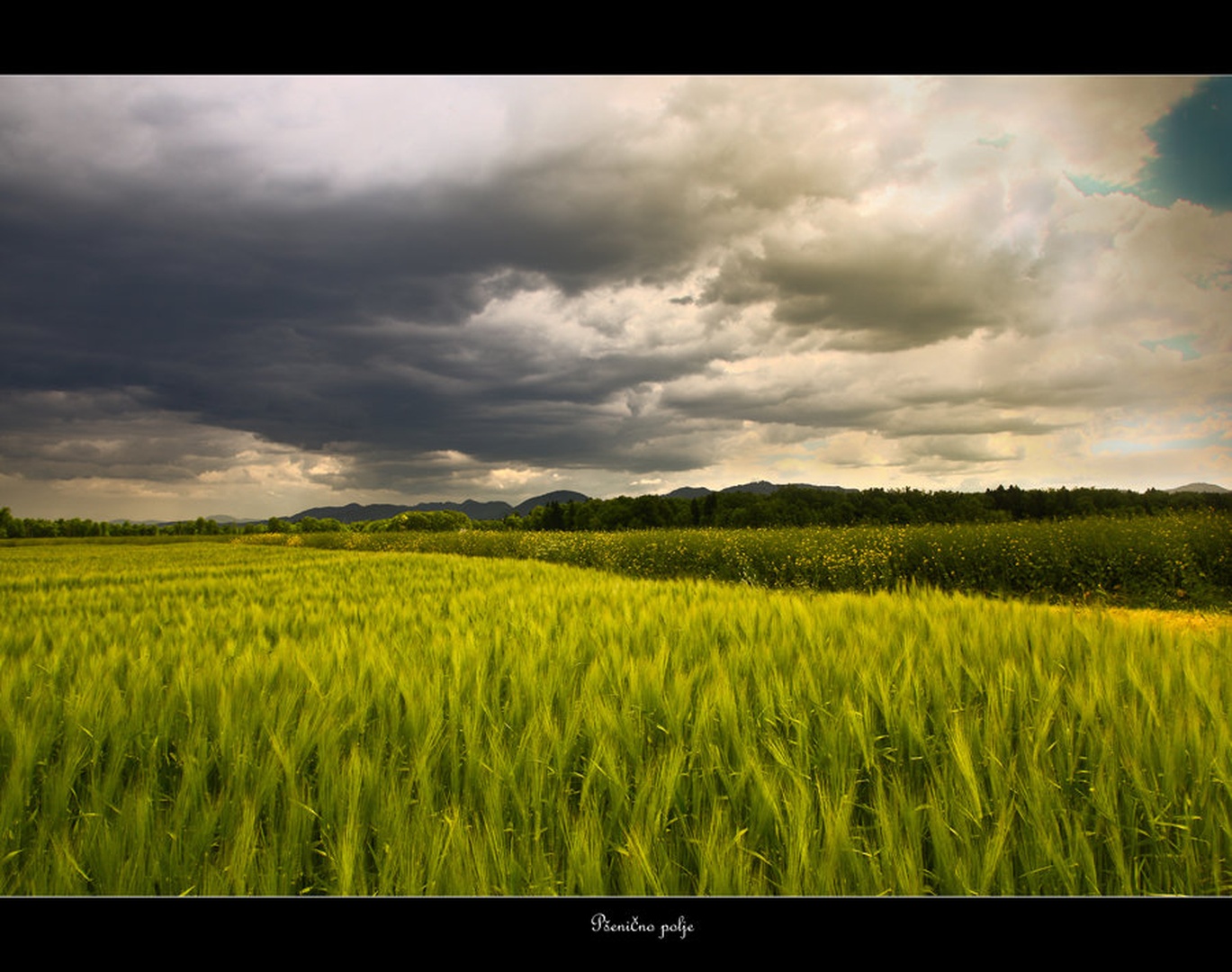 Pšenično polje by Sašo Š.