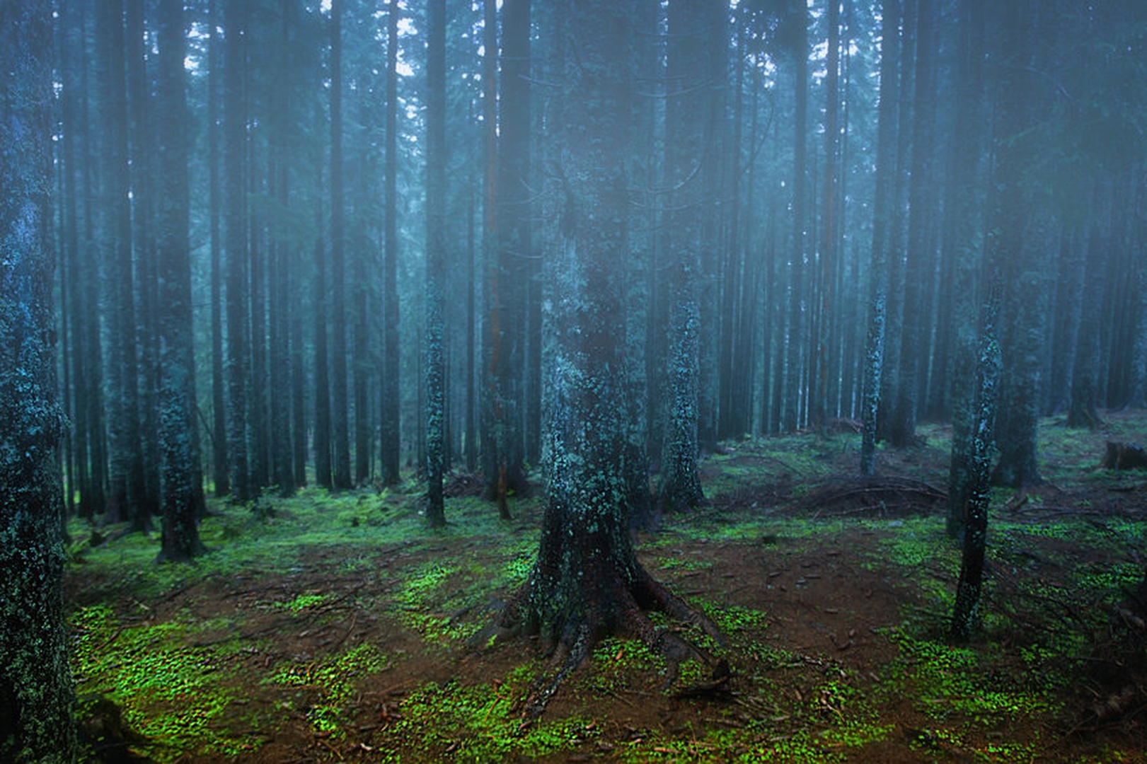 Mystic wood by Sašo Š.