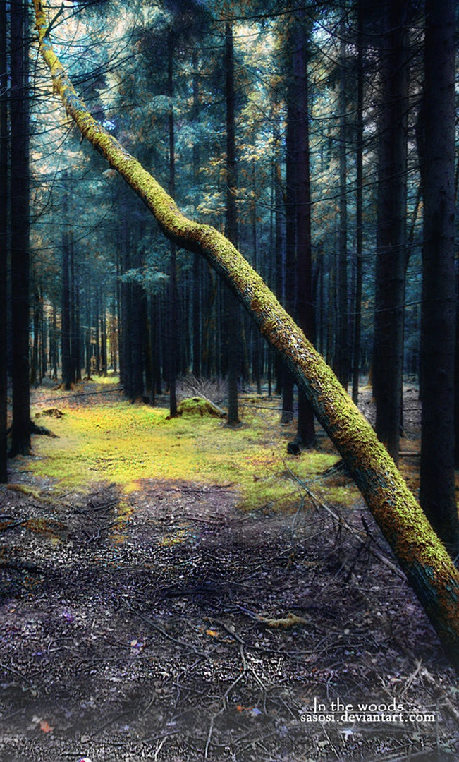 In the woods ... by Sašo Š.