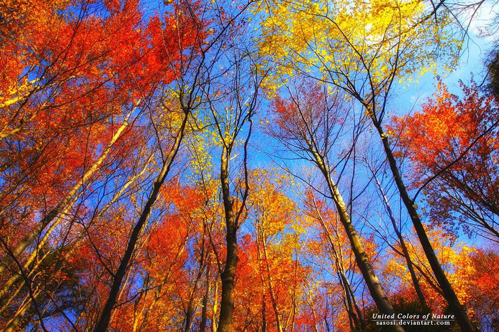 Unite Colors of Nature by Sašo Š.