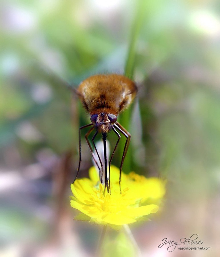 Juicy Flower by Sašo Š.