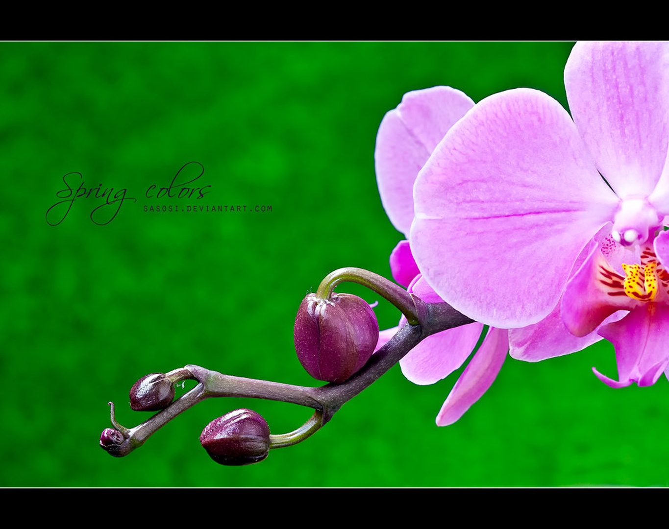Spring colors by Sašo Š.