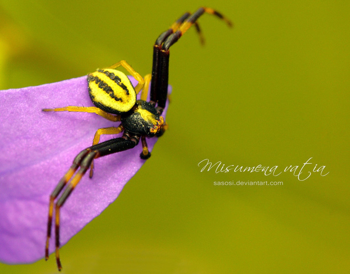 Misumena vatia by Sašo Š.