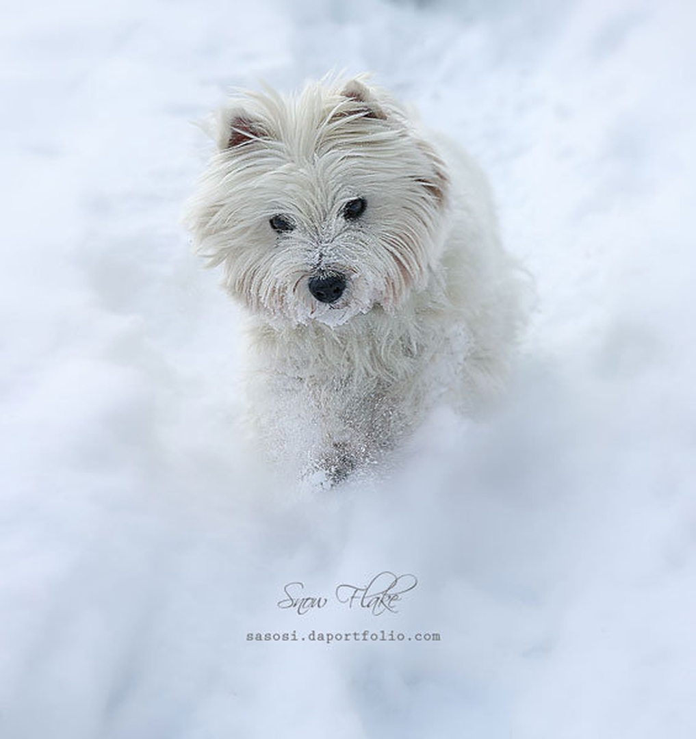 Snow Flake by Sašo Š.