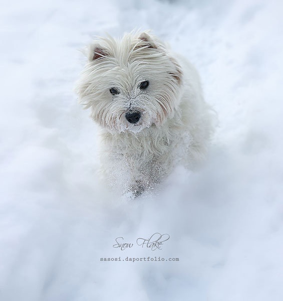 Snow Flake by Sašo Š.