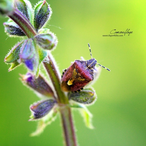 Camouflage by Sašo Š.