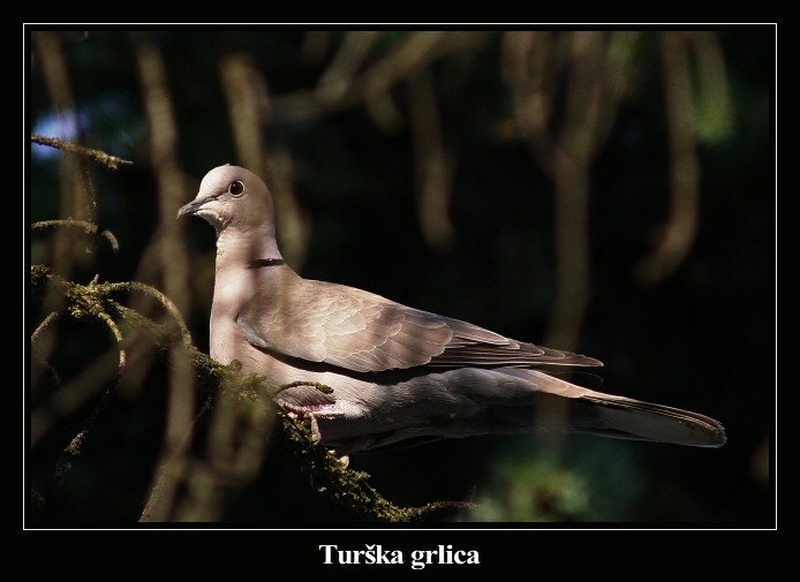 Turška grlica by p3t3r