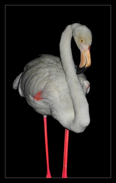Flamingo at night by Mitja Kozelj