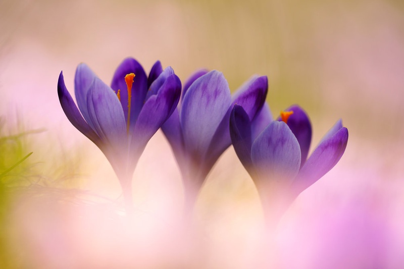 Trio Purple by Janez Tolar