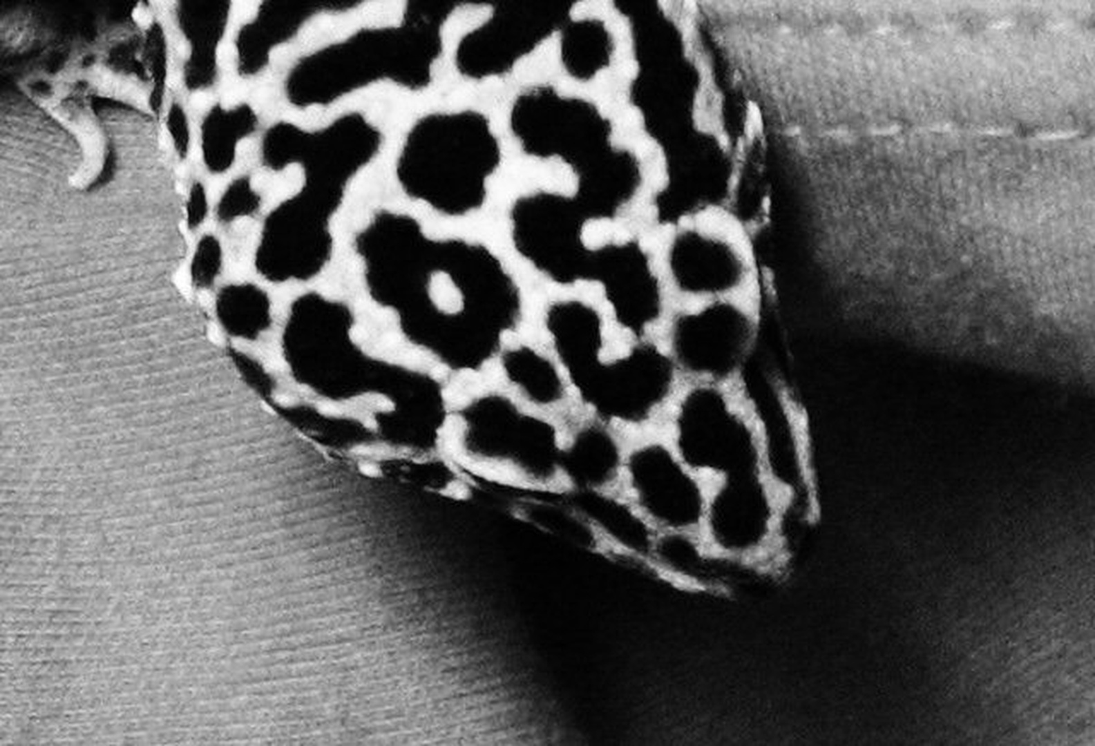 Leopard Gekko by