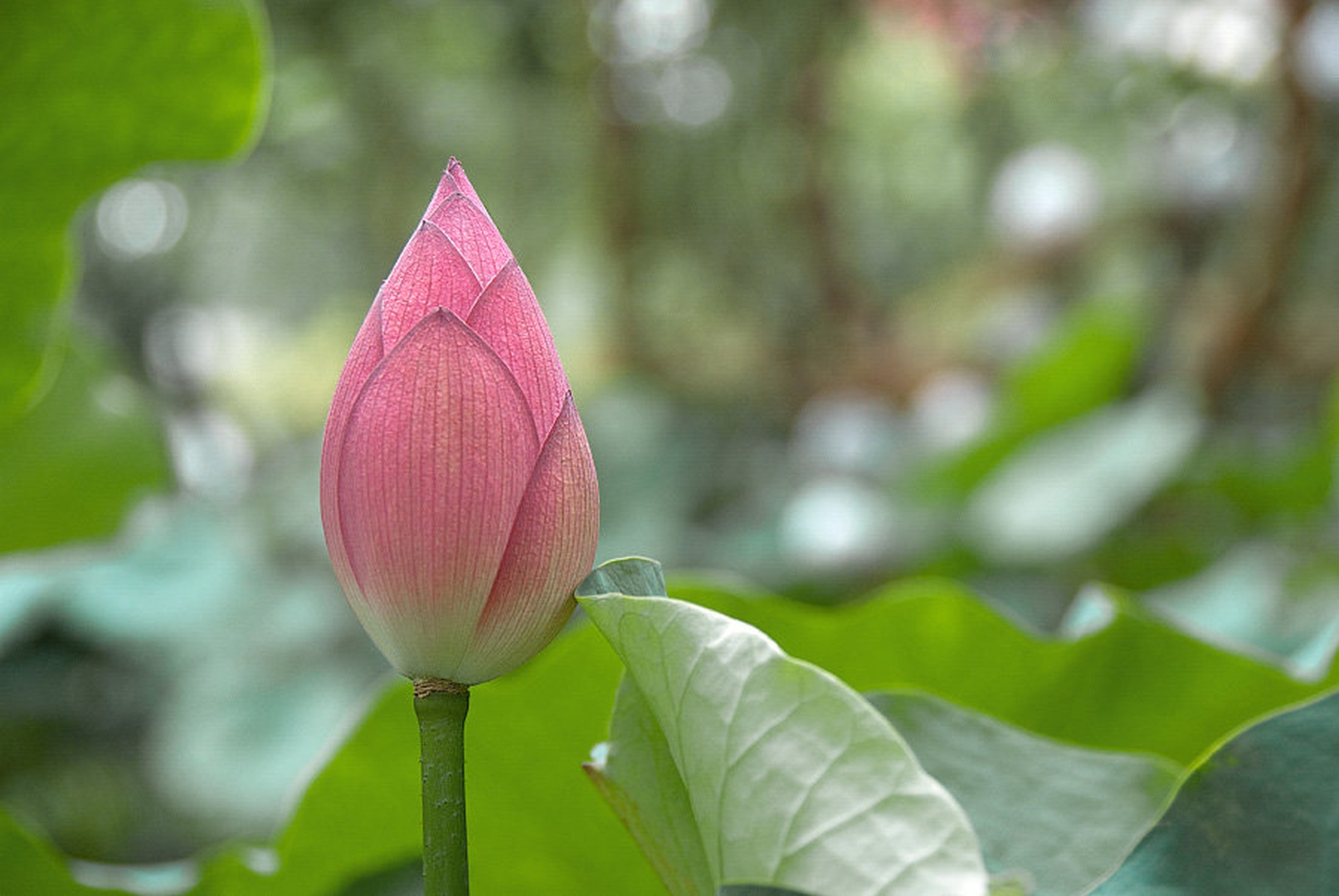Lotus by