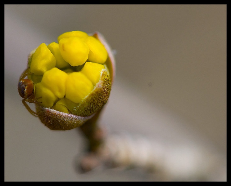 Prihaja pomlad by nikonman