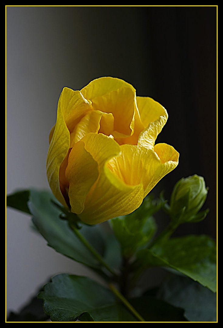 Hibiskus by