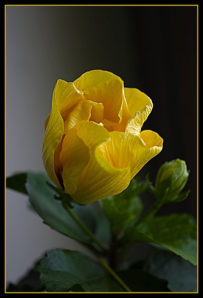 Hibiskus by nikonman