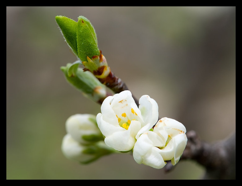 Češnje cvetijo by nikonman