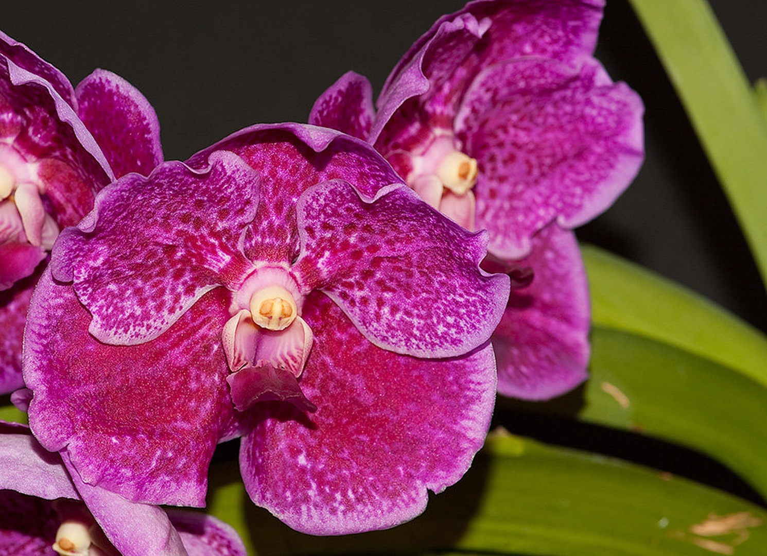 Vanda by