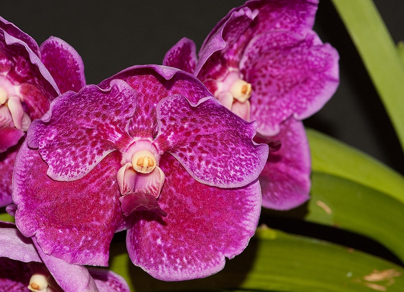 Vanda by nikonman