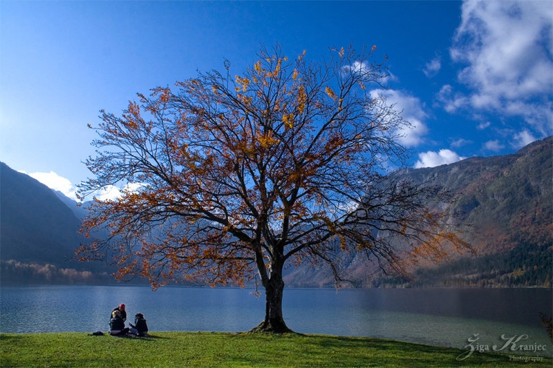 Life tree by Žiga Kranjec