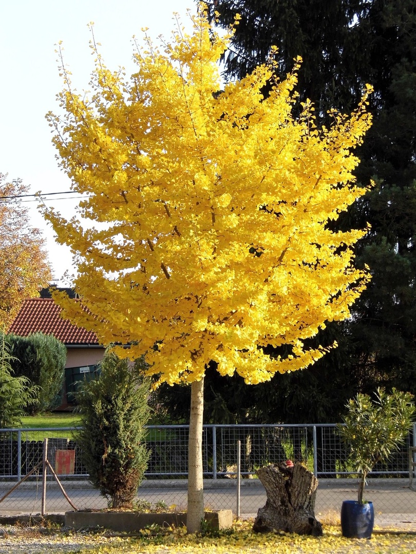 Ginko by Boštjan K.