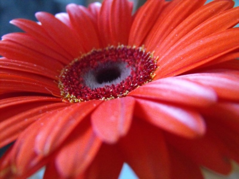 Gerbera by Boštjan K.