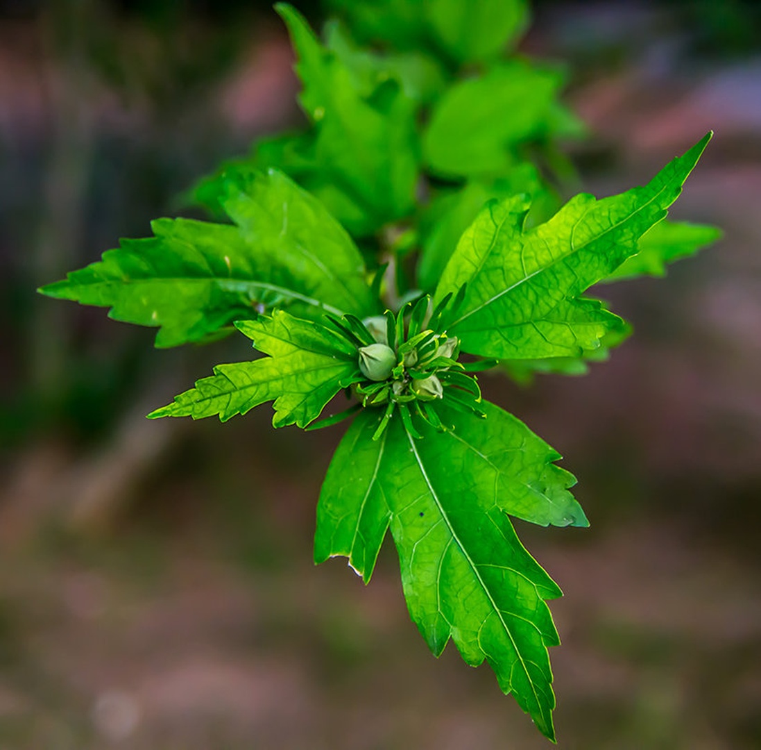 Greeny by sašo robič