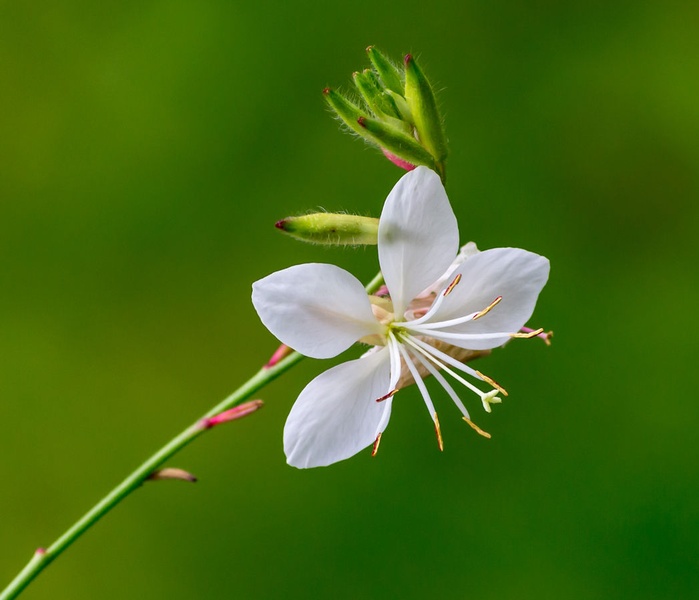 Blooming by sašo robič