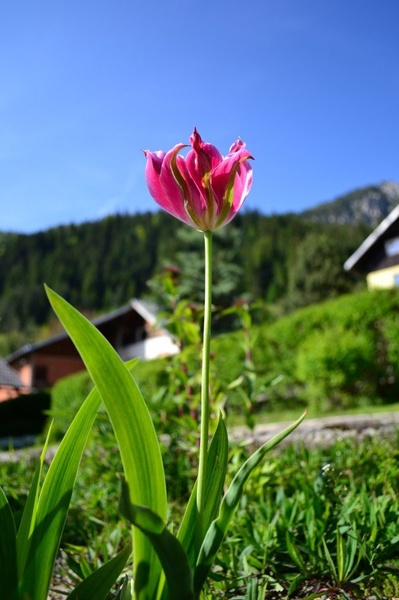 Lepa by sašo robič