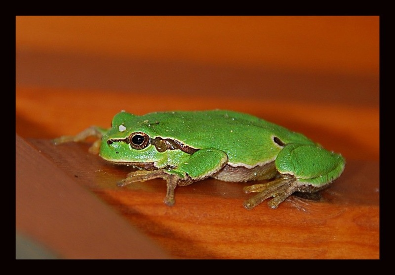 Frogy by David Leban