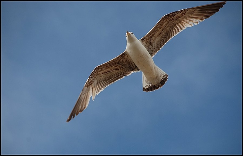 Galeb by David Leban