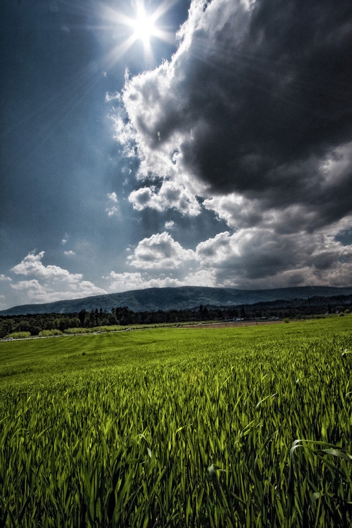 Cornfields by Jure P