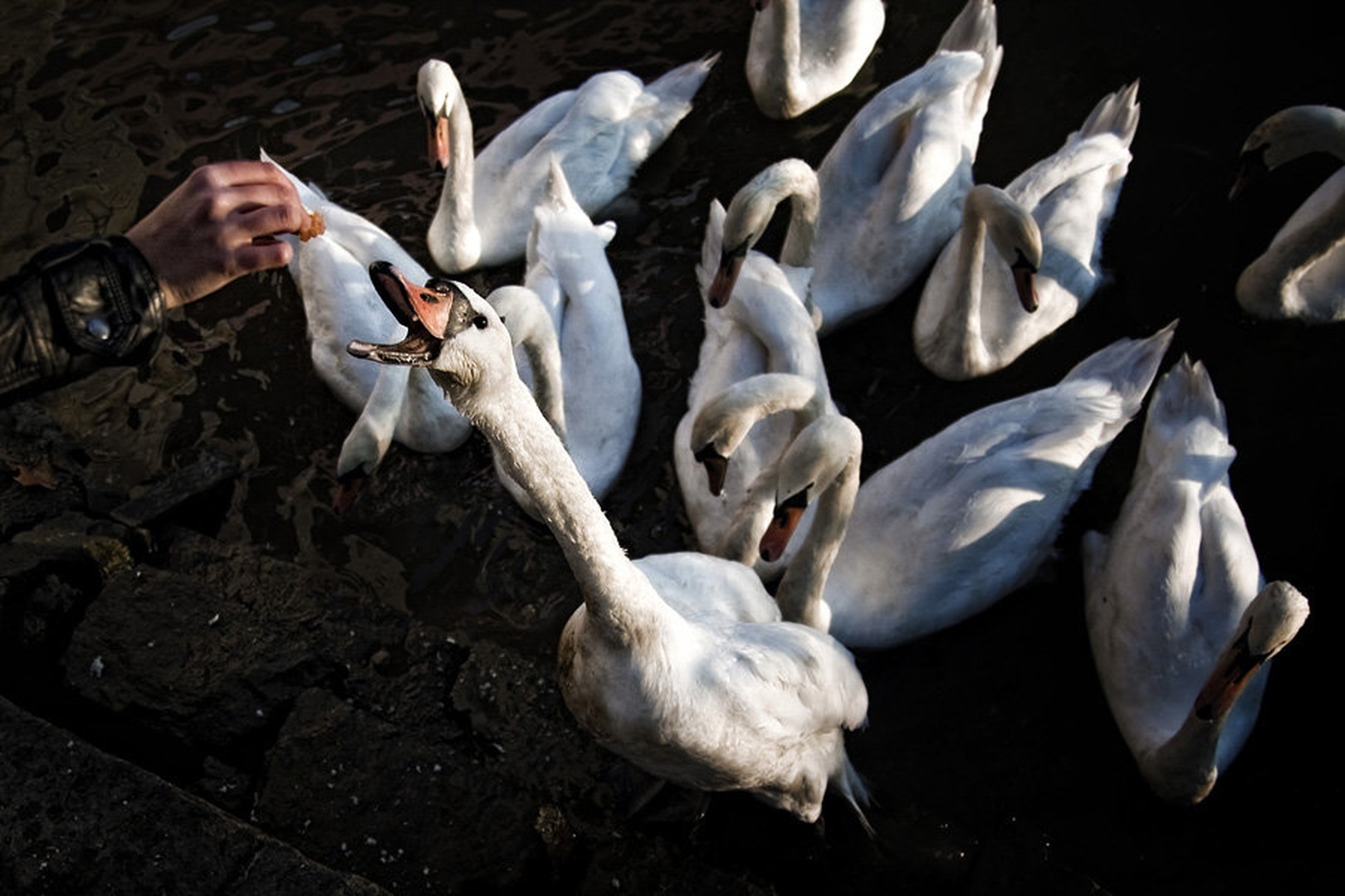 The Hand That Feeds by Jure P