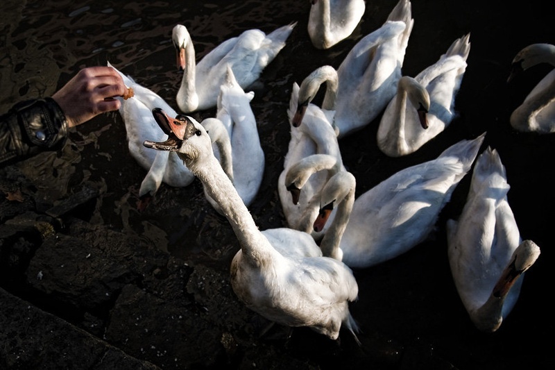 The Hand That Feeds by Jure P
