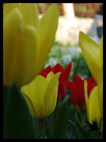 med tulipani by Falco Street Racer