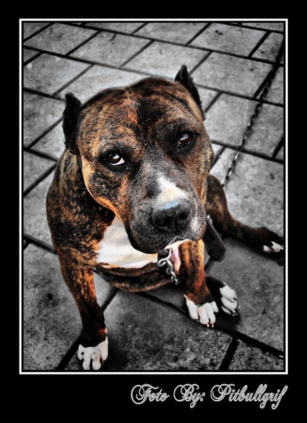 My Best Friend by vlado sarkezi