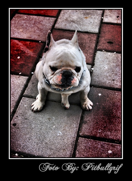 Francoski bulldog by vlado sarkezi