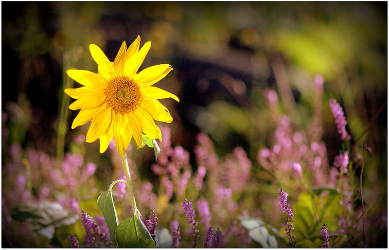 Kot sonce by fotorogi