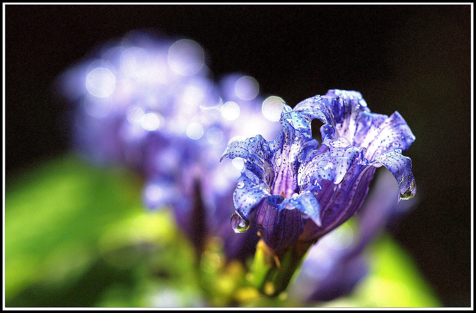 Zvončnica 2 by fotorogi