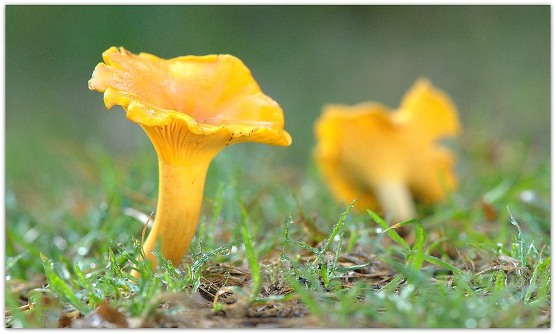 Lisičke po dežju by fotorogi