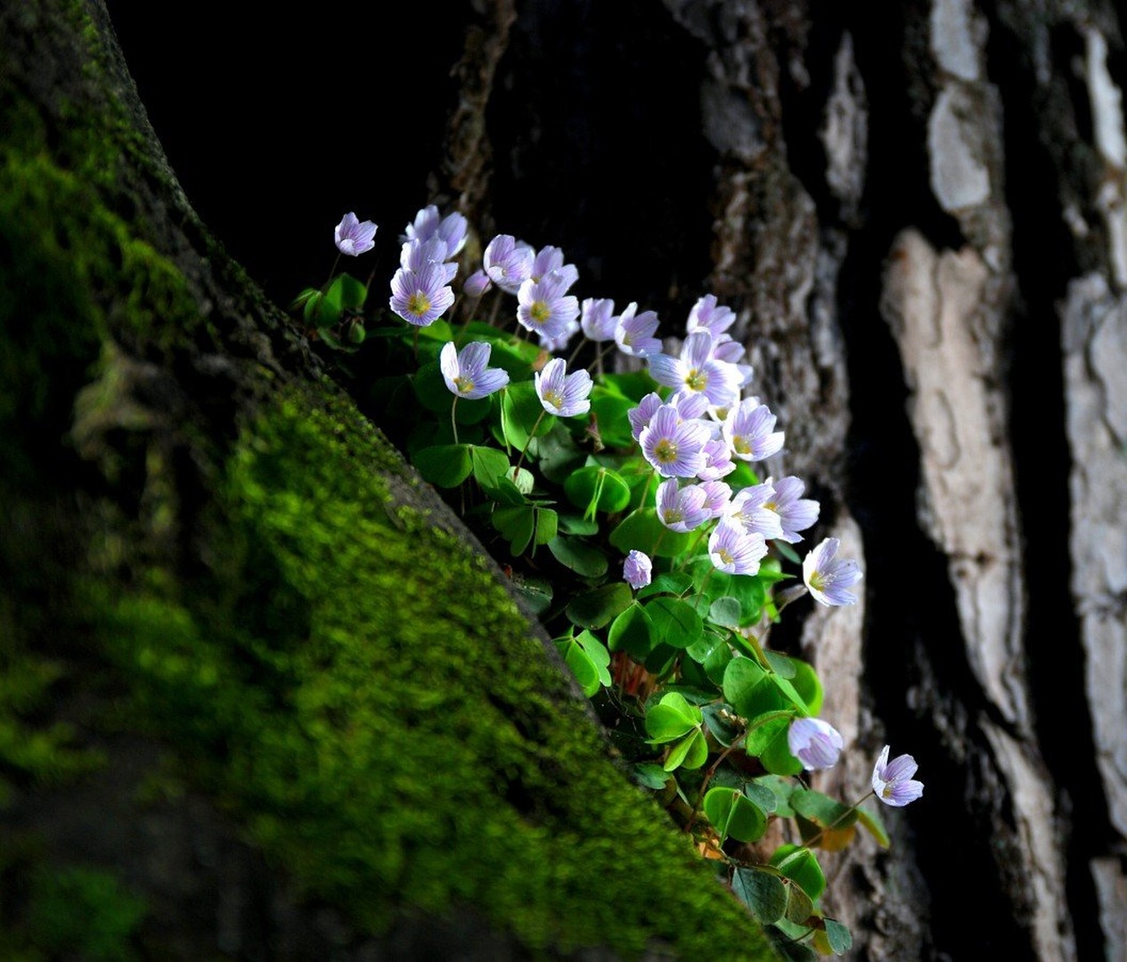 Zajčja detelja by fotorogi