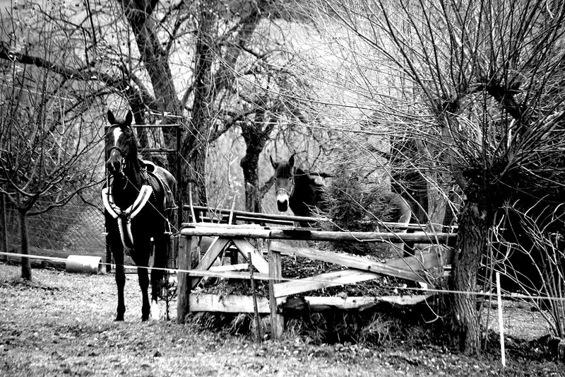 Farmyard by march