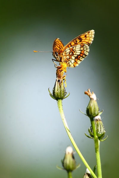 NP by march