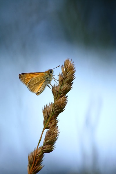 Thymelicus lineola by march