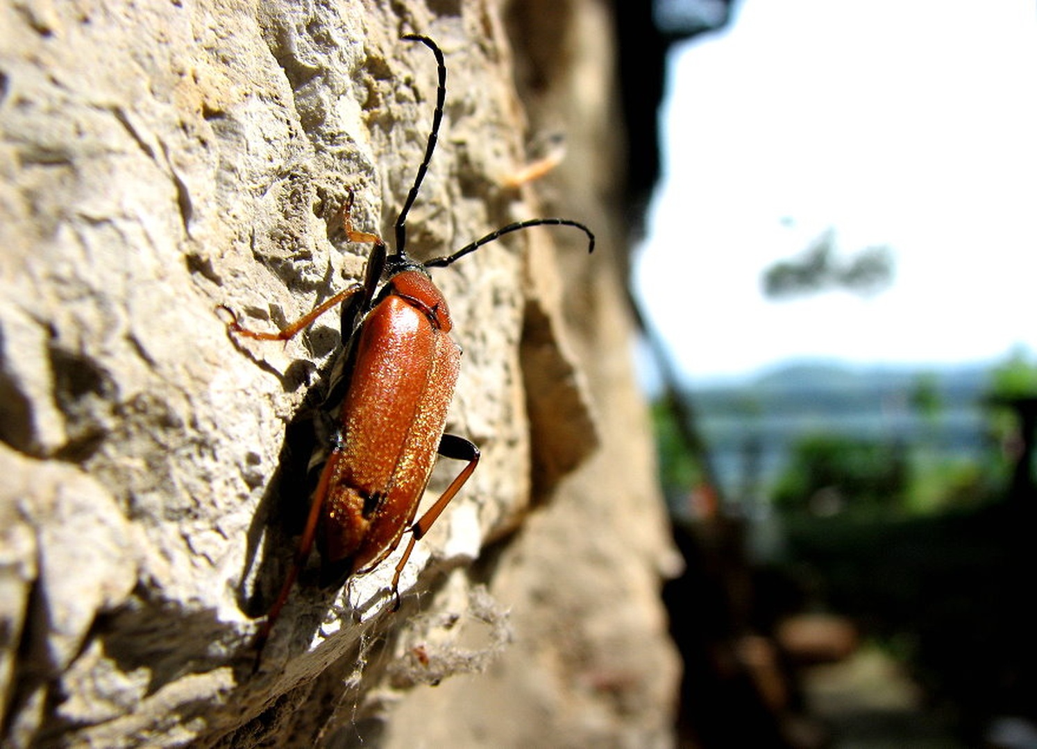 Climber by march