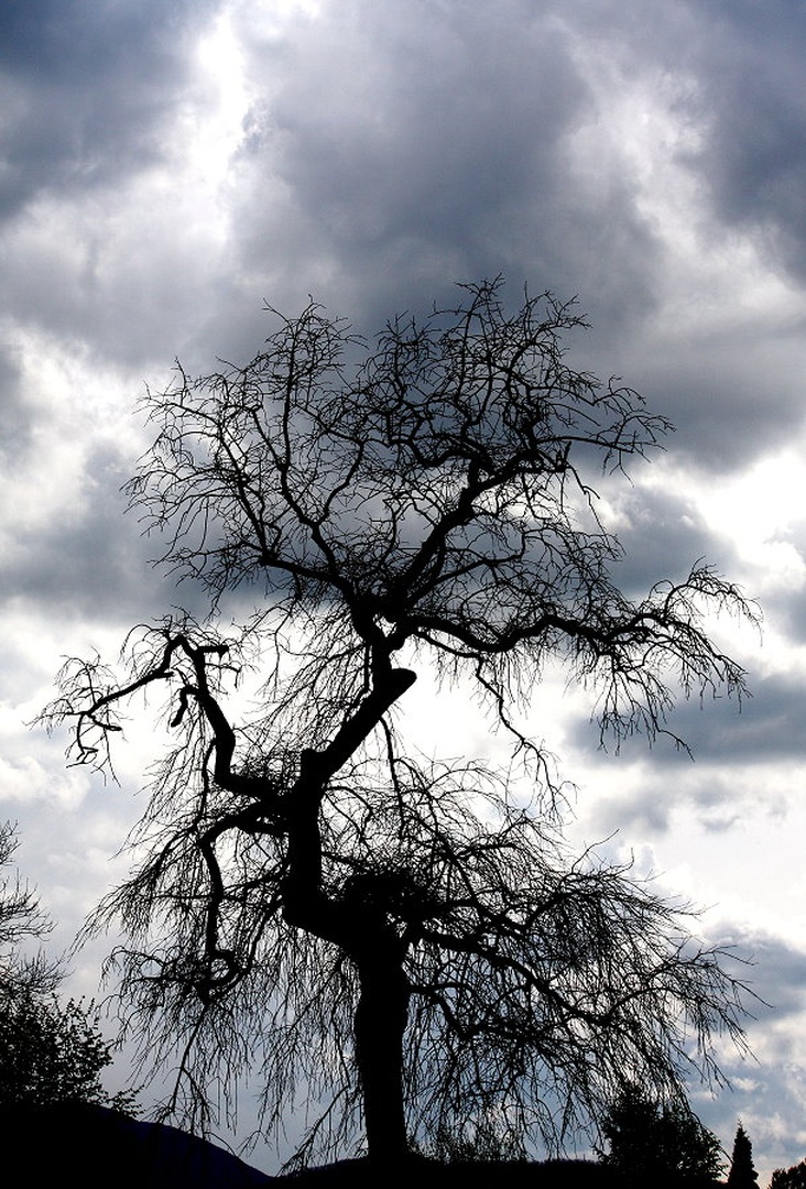 Hanging tree by march