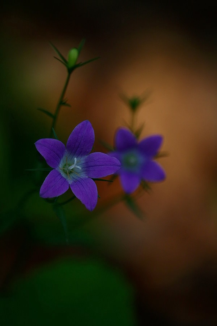 Echoes of nature by march
